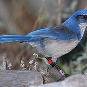 Island Scrub-Jay